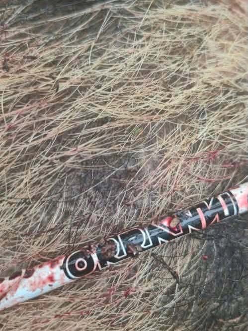 White Orranni carbon arrow with blood after a pass-through