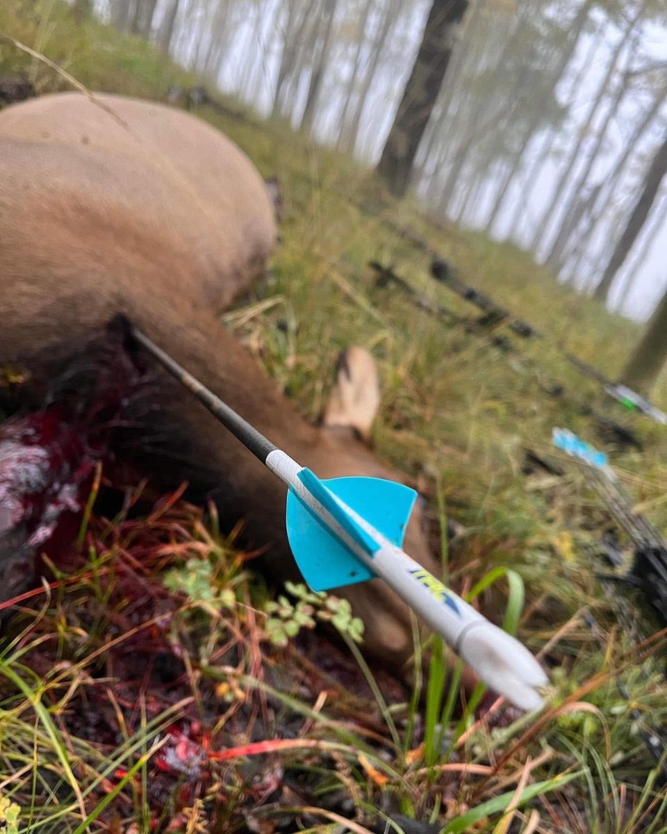 White carbon arrow with blue fletching after an elk hunt
